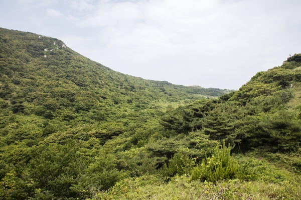 흑산면 장도습지 001 6