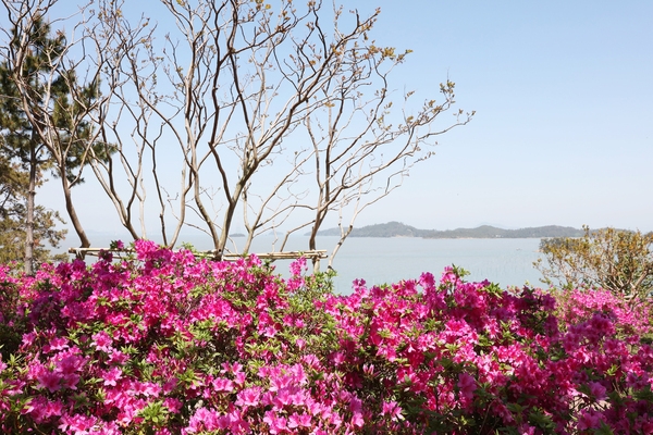 팔금면 철쭉공원 2