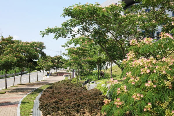 압해읍 신안군청가로수 자귀나무 4