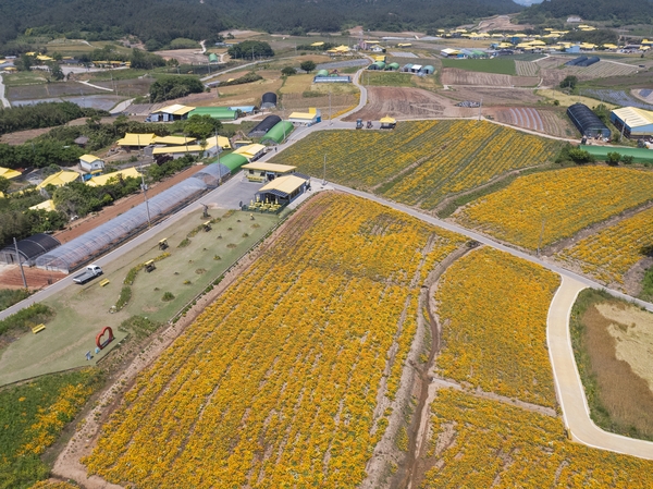 지도읍 선도 금영화 004 4