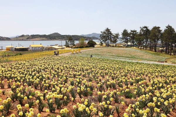 지도읍 선도 수선화 003 2