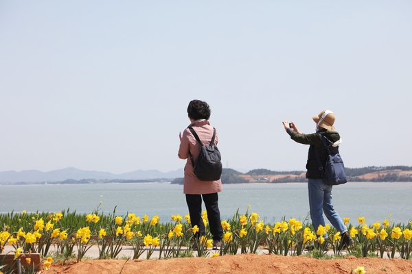 지도읍 선도 수선화 003 3