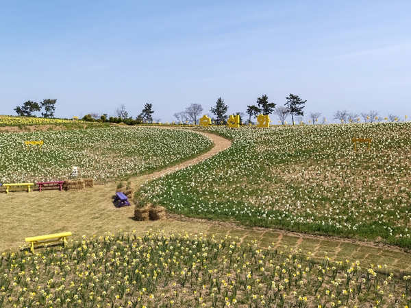 지도읍 선도 수선화 005 5