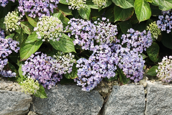 도초면 수국정원  2