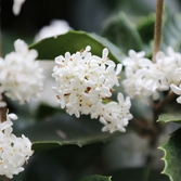 증도면 은목서 001