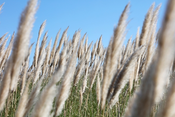 장산면 화이트정원 팜파스글라스 001 4