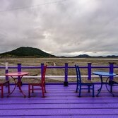 신안 박지도 아스타국화(퍼플섬)