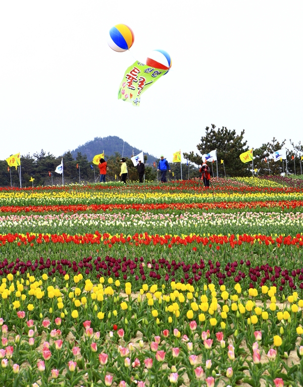튤립축제 3회 사진입상작(동상) 3