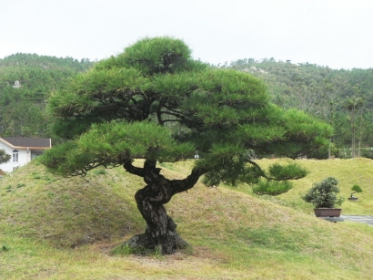 송공산 분재공원 입장료 “인하, 65세 이상 어른 무료”..