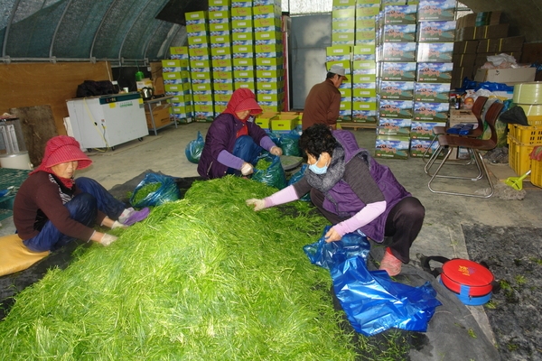 신안 세발나물 수확 한창..'맛과 영양이 풍부한 제철 세발나물 드세요' 2