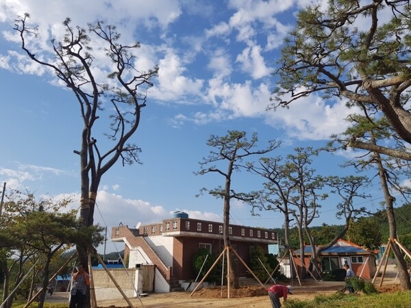 베어질 나무, ‘신안군’에서 기증수목으로 살아나다!..