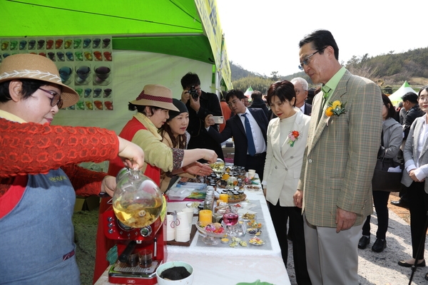 신안1004섬수선화축제 개막..