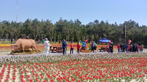 신안군 임자도, 2019년 신안튤립축제 대성황 1