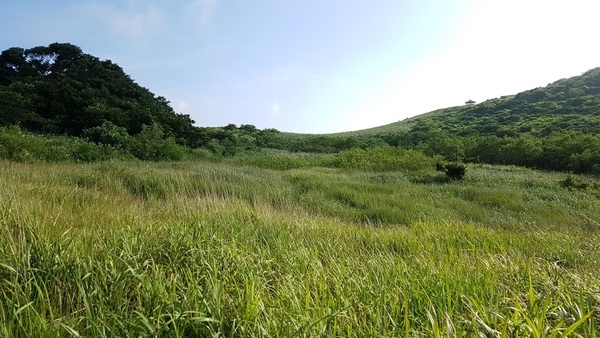 신안 장도 람사르습지, 국제보호종 섬개개비 천국..