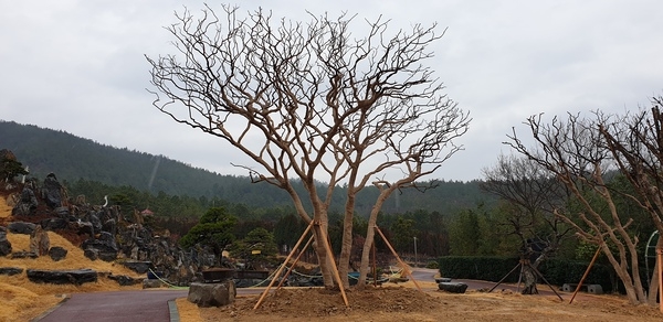 신안군 수령 200년 배롱나무 두 그루 기증 받아..