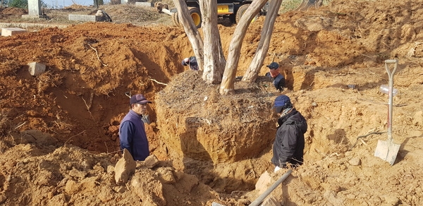 신안군 수령 200년 배롱나무 두 그루 기증 받아..