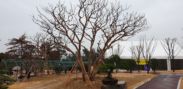 신안군 수령 200년 배롱나무 두 그루 기증 받아..