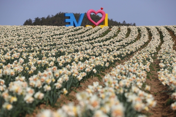 코로나 19 확산 방지, 신안 대표 봄꽃 축제 전면 취소..