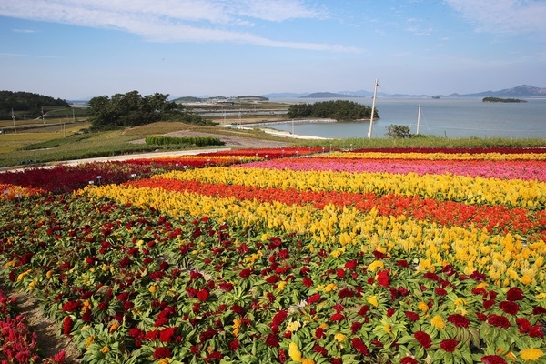 신안군, 바다 위에 피어난 맨드라미 꽃동산..