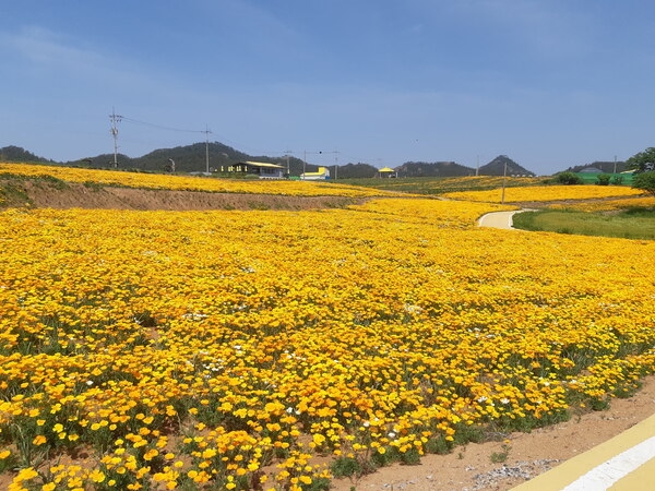 신안군 수선화 섬 선도, 노랑 물결 넘실..