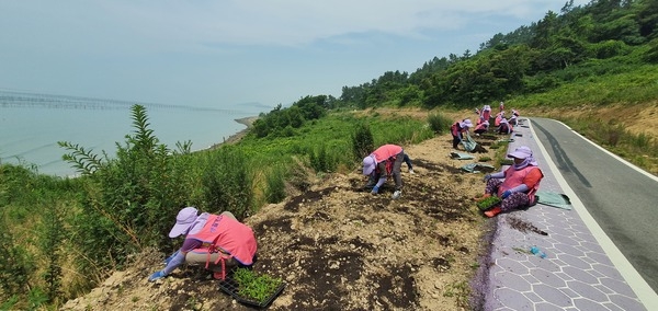 신안군생활개선회, 퍼플섬 보라꽃 심기 봉사활동 추진..'생활개선회원 30여명, 꽃 심기 봉사활동으로 보라색 물결 더해' 3