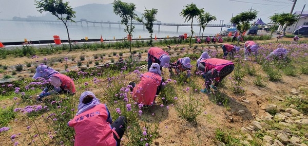 신안군생활개선회, 퍼플섬 보라꽃 심기 봉사활동 추진..'생활개선회원 30여명, 꽃 심기 봉사활동으로 보라색 물결 더해' 1