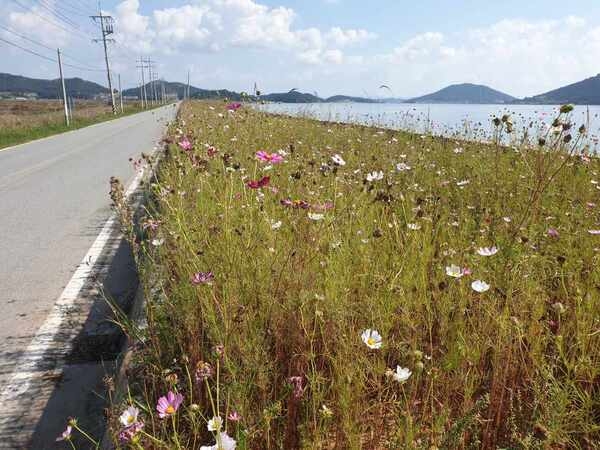 신안군 안좌면, 지방도로변을 따라 분홍가우라 만개..'황금들녘을 따라 분홍가우라 꽃 활짝' 5