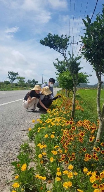 팔금면 도로변 황금빛으로 물들다..'겹금계국, 사루비아, 애기범부채, 해바라기 등 30만본 활짝펴' 3