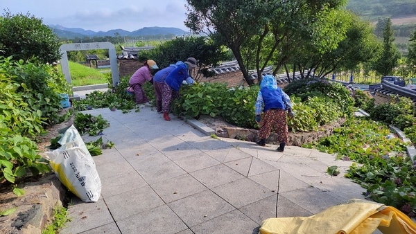 신안군, 전국유일 ‘섬 가을 수국축제’ 개최한다..