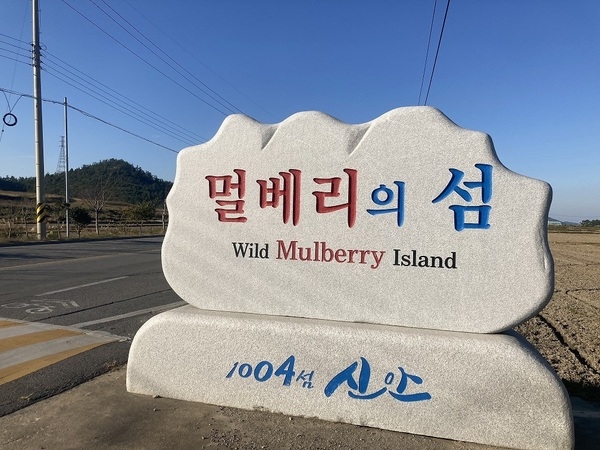 “멀베리(Mulberry)의 섬 팔금”, 마음대로 따가세요...가로수 200여 주에 꾸지뽕 익어가... 1