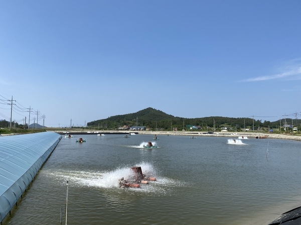 신안군, 왕새우 산지거점 유통센터(FPC) 건립 사업비 60억 확보..'왕새우 저장, 가공, 유통 기반구축을 통한 새우양식산업 활성화 기대'  1