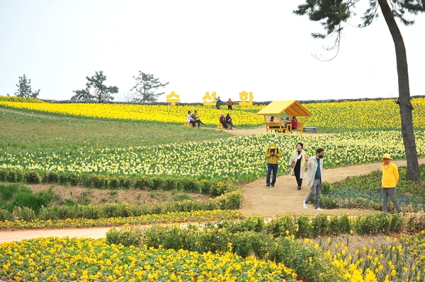 신안군 “섬 수선화 축제” 성황리 마무리..