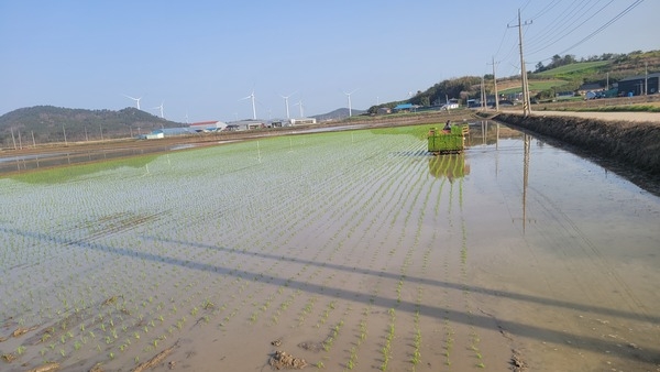 신안군 자은면 첫 모내기 17일 장고리에서 시작..'풍년을 기원하며 농심을 심다' 2