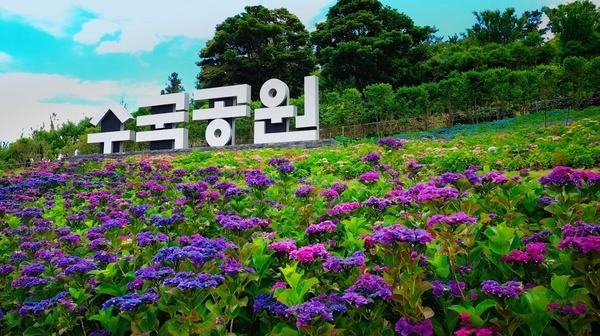 신안군, 배로 가는 1004만 송이 수국축제 준비 한창..