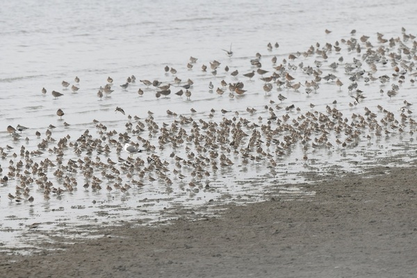 영국왕립조류보호협회(RSPB), 신안군 방문 2