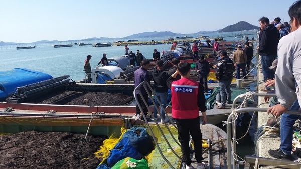 신안군 '24년산 첫 ‘햇김’ 위판 시작..‘세계자연유산 신안 청정갯벌에서 생산된 겨울철 대표 별미 신안 김’ 4