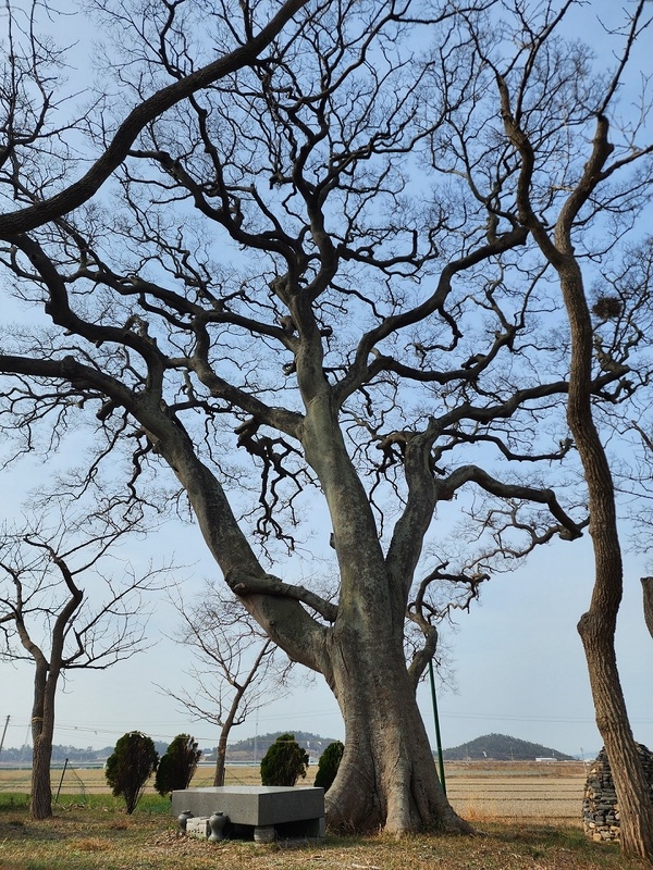 신안군, 당산림 분포 실태조사 보고서 발간..