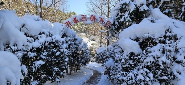 한겨울에도 관람객 최다, 눈 덮인 1004섬 분재정원 애기동백의 매력에 홀리다..