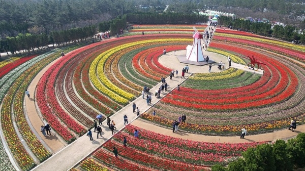 신안군 ‘2024 섬 튤립 축제’ 성공 개최..