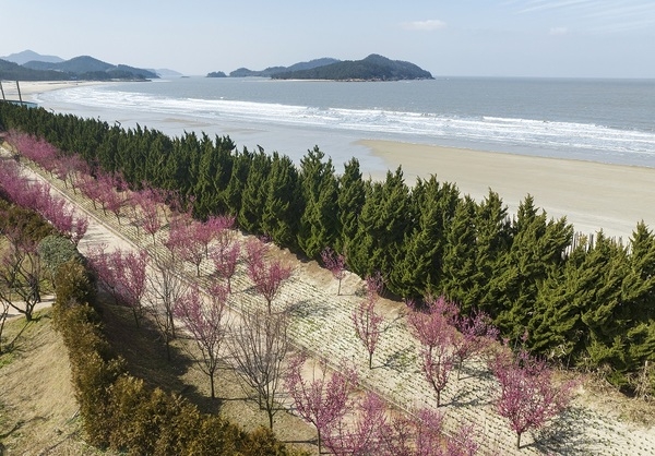 신안군 임자도, 5만여 주 홍매화 식재 완료 국내 최대 홍매화의 섬 탄생 2