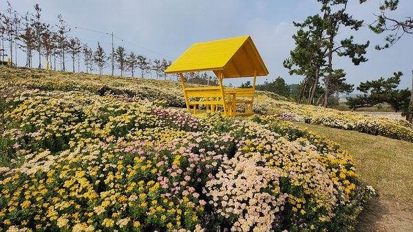 ‘2024 섬 아자니아 꽃축제’ 성황리 마무리... 2