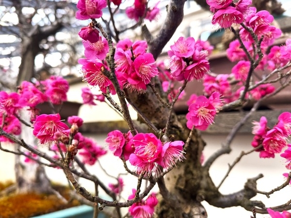 겨울과 봄을 담은 특별전 진행 중..의 이미지 확대 보기