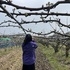 신안군, 배 재배 농가 ‘과수화상병’ 사전방제 약제 지원..