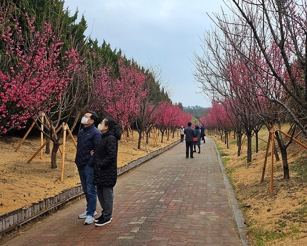 신안군, 만개한 홍매화꽃으로 관광객들 끌어모아..의 이미지 확대 보기