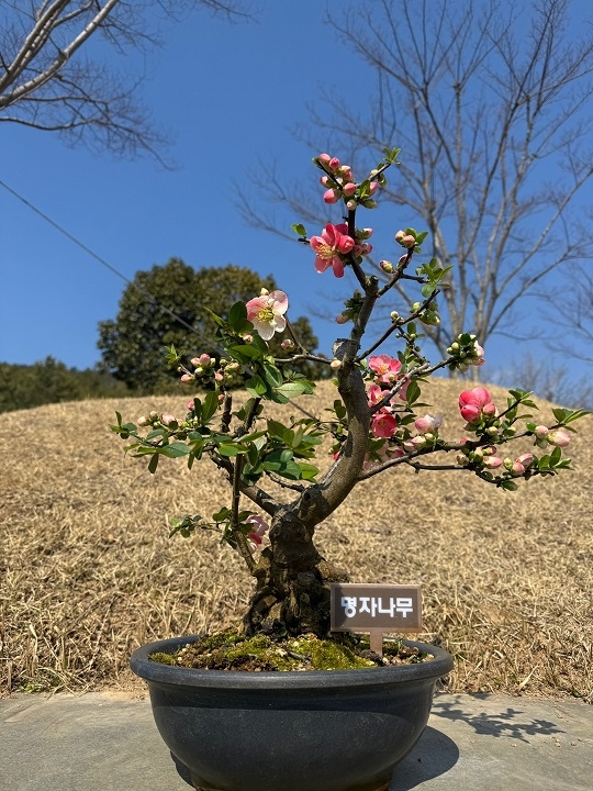 ‘신안군, 봄의 선물 ‘명자나무 특별전’ 개최..'화사한 명자나무 꽃이 피는 신안 1004섬 분재정원으로 떠나보자' 1의 이미지 확대 보기