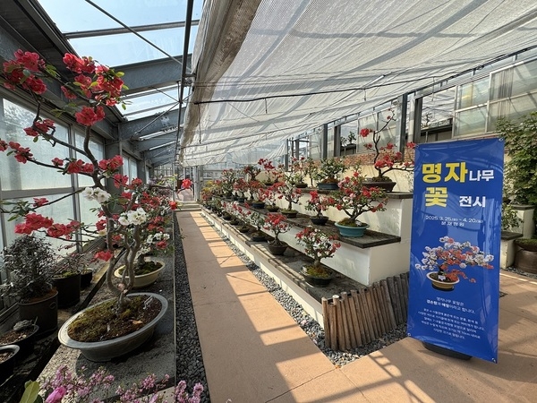 ‘명자나무 꽃길 따라, 1004섬에서 만나는 분재의 美’..의 이미지 확대 보기