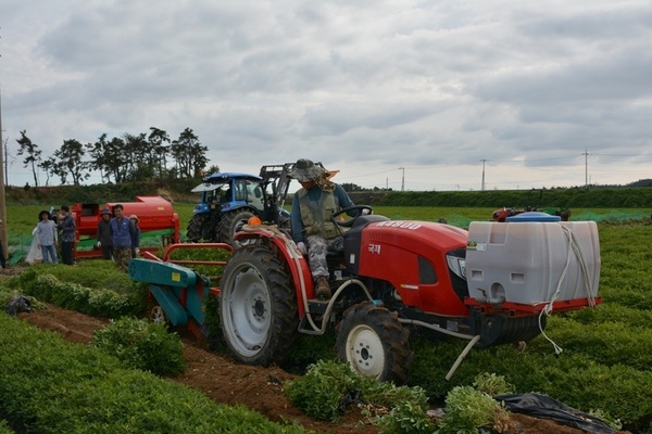 신안군, 고올레산 땅콩 신품종 기계수확 본격화..'22일 자은도에서 신품종 ‘해올’, ‘케이올2호’ 기계수확 연시회 개최' 2