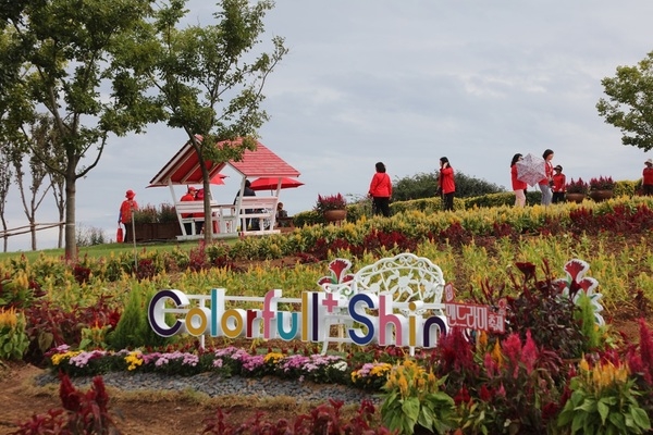 신안군, ‘2025 섬 맨드라미 축제’ 막 내려..'다채로운 맨드라미꽃과 병풍도의 절경, 가을의 낭만 선사' 3