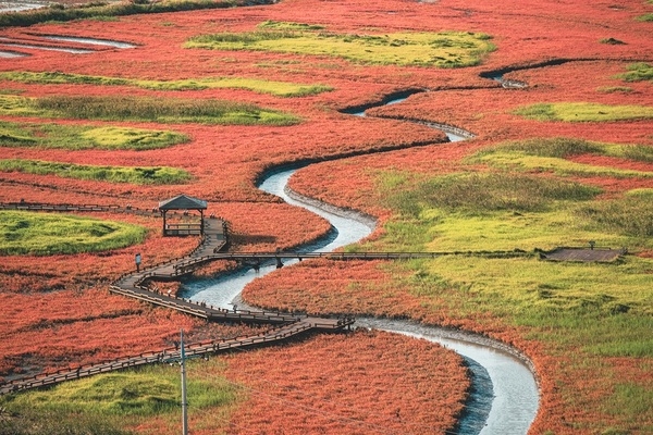 신안군, 제2회 보물섬 함초축제 개최..'아시아 최초 슬로시티 증도, 태평염전 특별무대에서 열려' 1