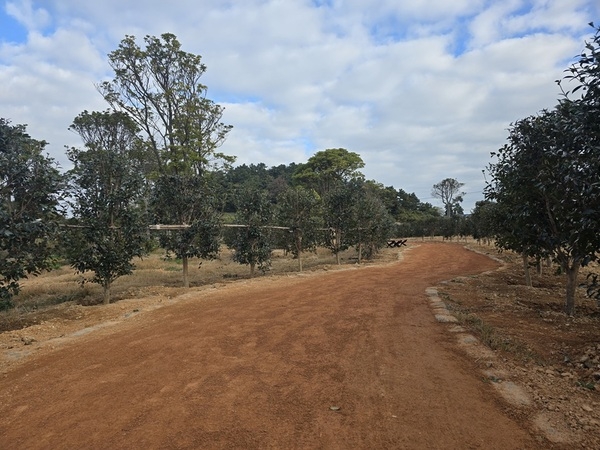 신의면 가락공원 황토맨발길 조성..'붉은 애기동백으로 물들어, 꽃길만 걷자' 2